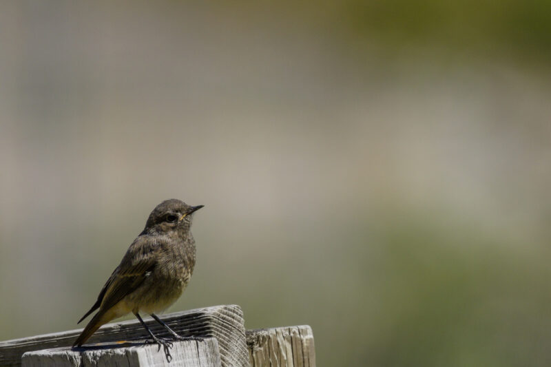 Rougequeue noir juvénile